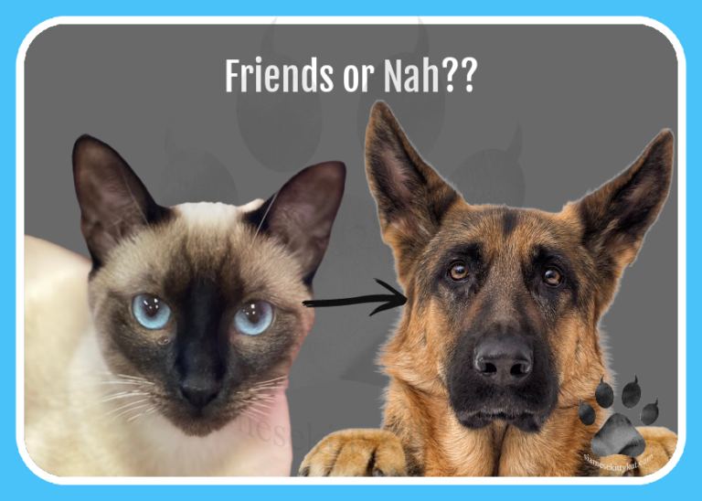 Do Siamese Cats Get Along With Dogs? An InDepth Guide