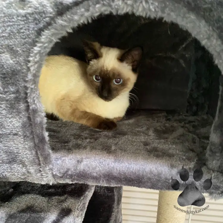 Chocolate Point Siamese Cat Robyn