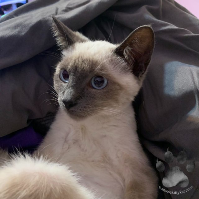 Do Siamese Cats Get Hairballs? Find Out Here!