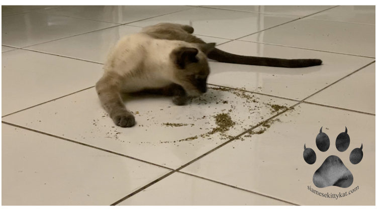 Robyn Siamese cat of Katerina Gasset sniffing catnip