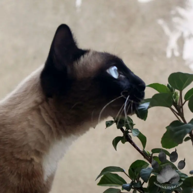 A photo of a Siamese cat sniffing a catnip plant