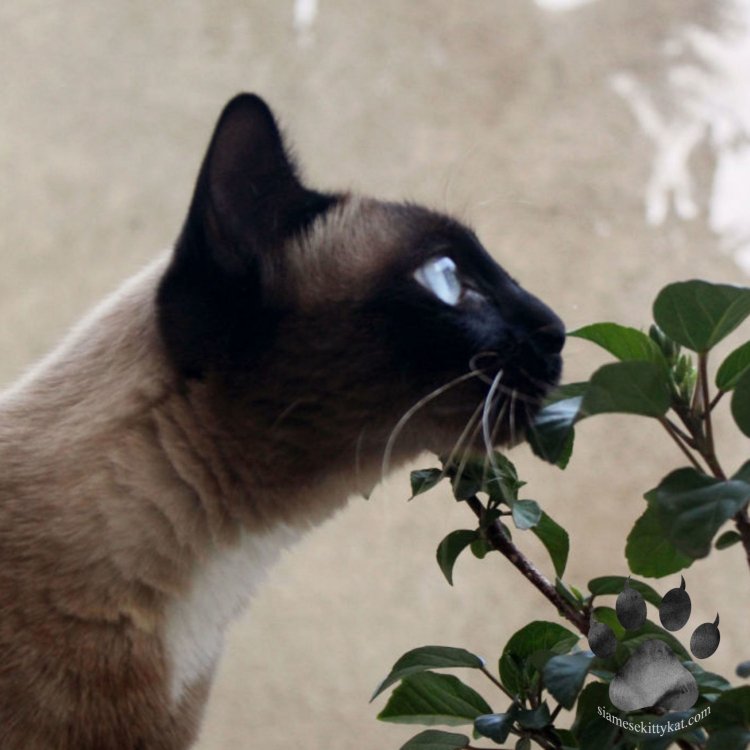 A photo of a Siamese cat sniffing a catnip plant