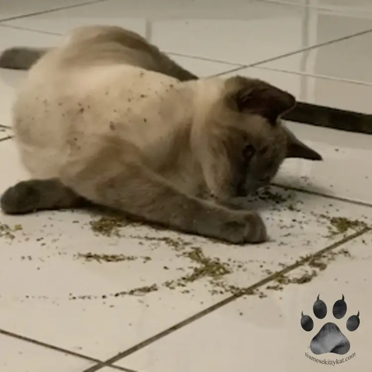 One of Katerina Gasset's Siamese cats playing with catnip on the floor