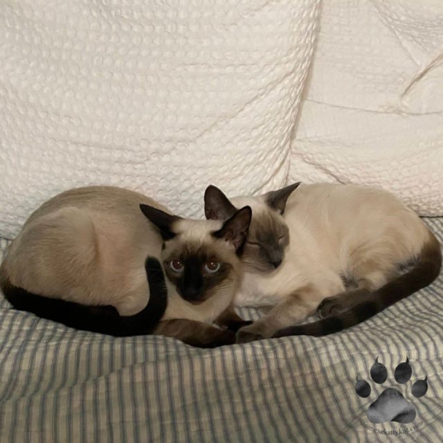 Are Siamese Cats Mean? Understand Their Behavior