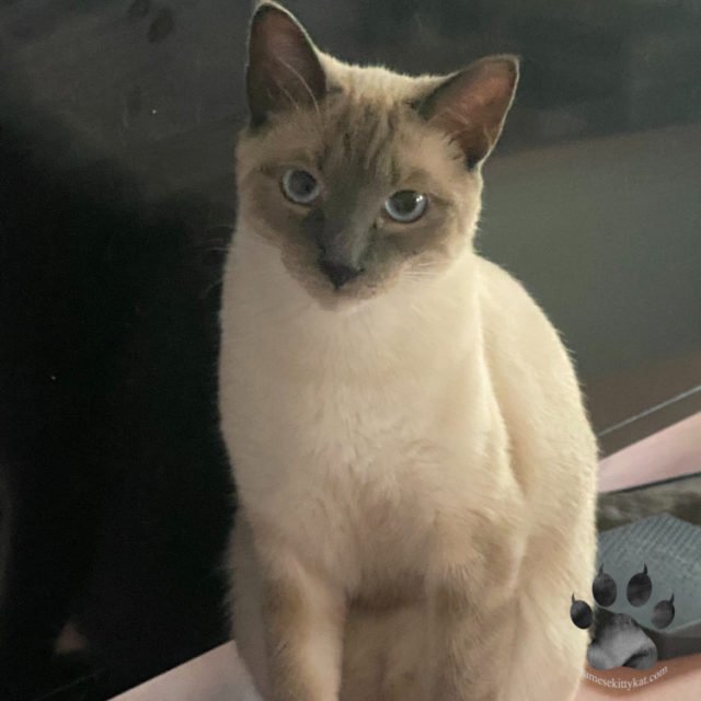 Can Siamese Cats Live Outside? What to Know