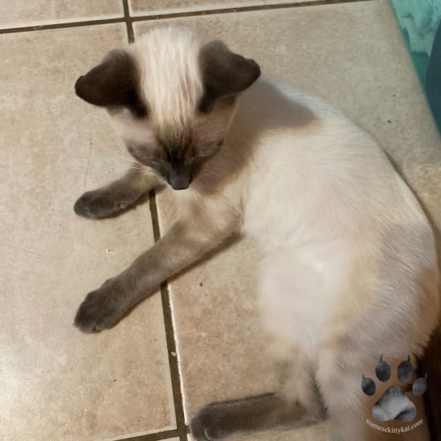 Do Siamese Cats Get Hairballs? Find Out Here!