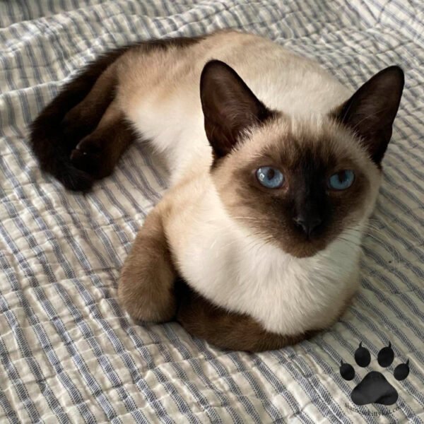 Good Names For Siamese Cats: A Creative Guide