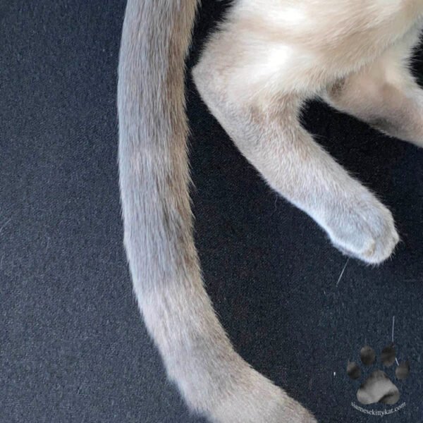 Why Siamese Cats Have Crooked Tails A Full Guide
