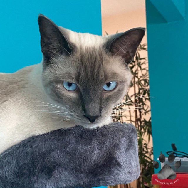 Can Siamese Cats Live Outside? What to Know