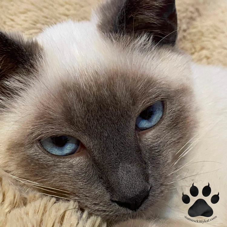 Why Do Siamese Cats Have Blue Eyes? 