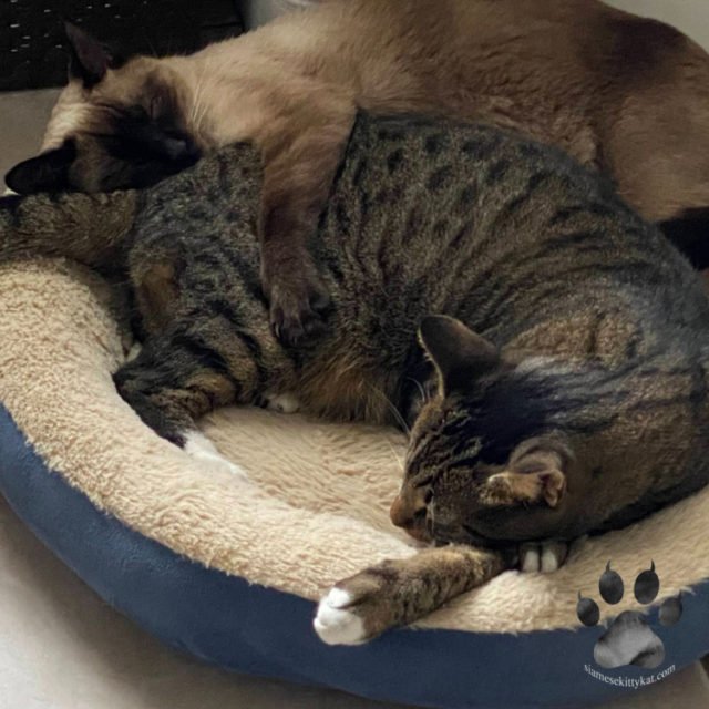 Do Siamese Cats Like to Cuddle? A Complete Guide