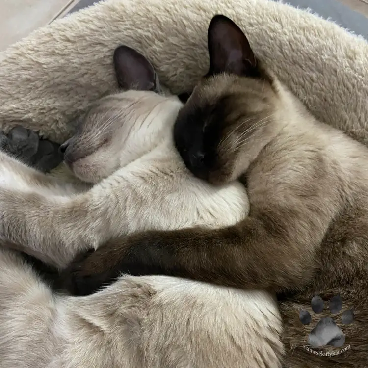 Do Siamese Cats Like to Cuddle? – Siamese Cats Rule
