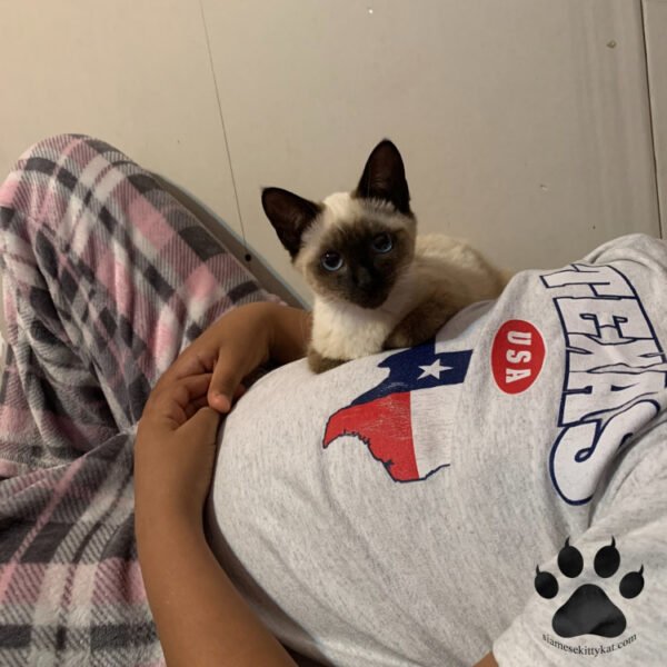 Do Siamese Cats Protect Owners? A Detailed Guide