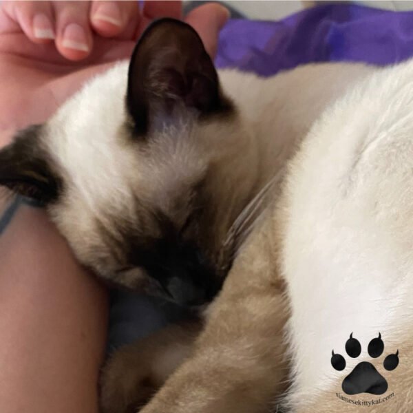 Do Siamese Cats Protect Owners? A Detailed Guide