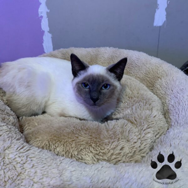 How Much Do Siamese Cats Cost? A Pricing Guide