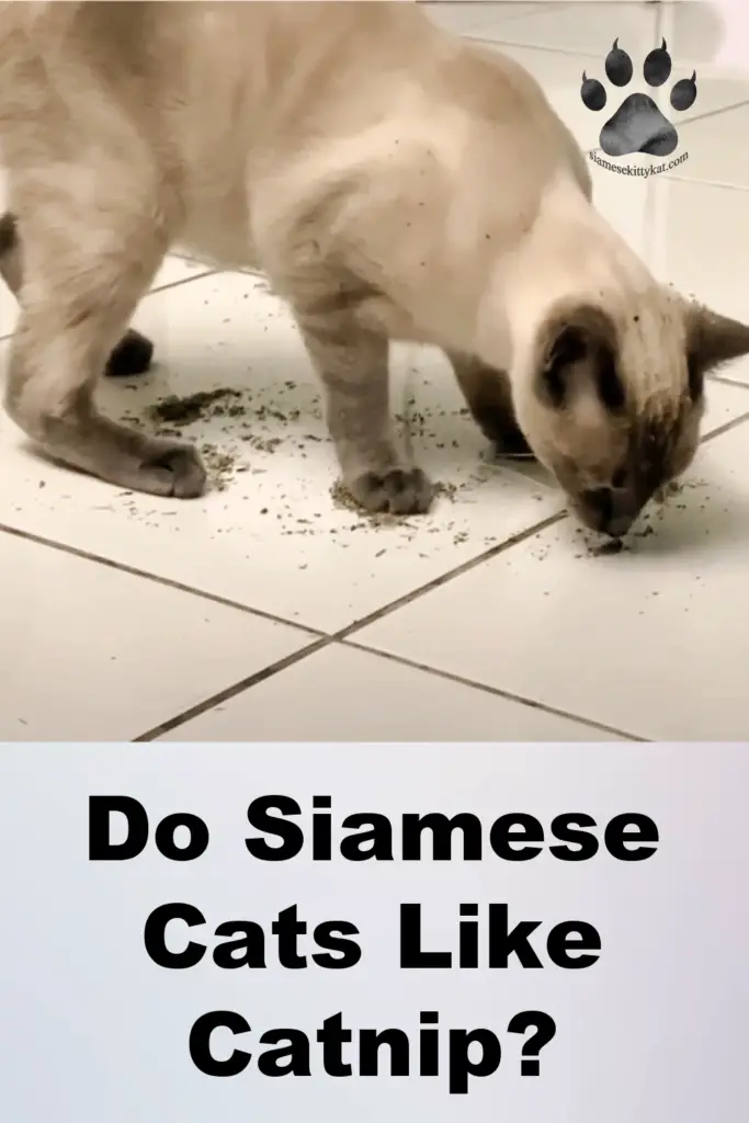 Pinterest Photo for Do Siamese Cats Like Catnip blog post
