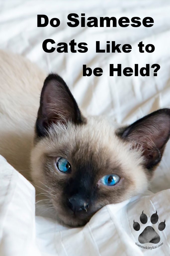 Siamese kitten with blue eyes lying on white sheets