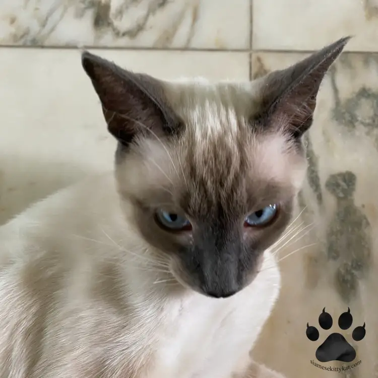 Why Are Siamese Cats So Crazy? – Siamese Cats Rule