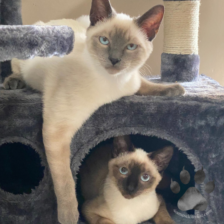 Blue point male and Chocolate point female Siamese