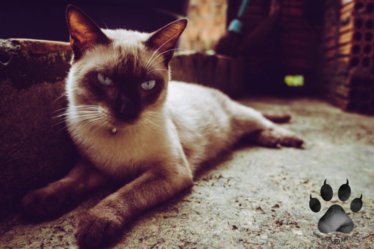 Do Siamese Cats Like To Be Alone? Siamese Cats Rule