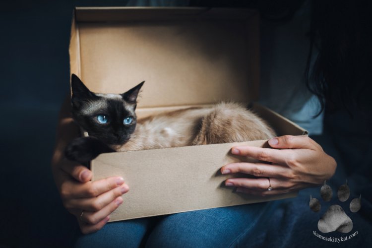 Do Siamese Cats Like To Be Alone? Siamese Cats Rule