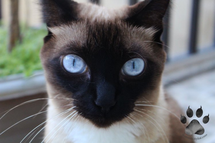 Do Siamese Cats Like To Be Alone? Siamese Cats Rule