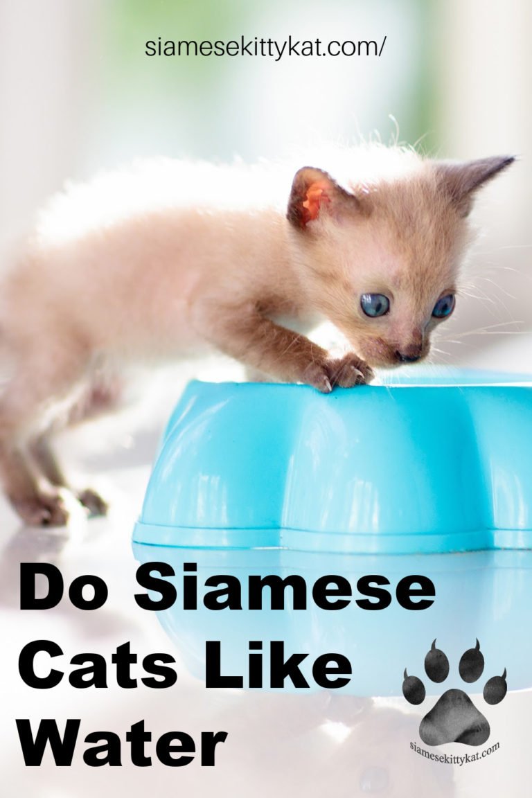 Do Siamese Cats Like Water? Find Out Here!