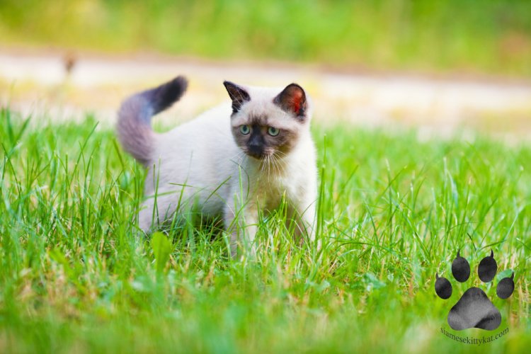 Do Siamese Cats Like to Be Outside? Siamese Cats Rule