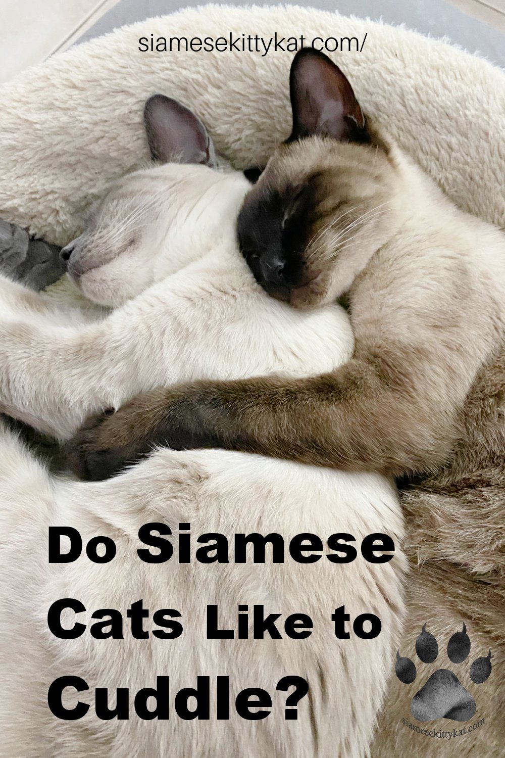 Do Siamese Cats Like to Cuddle? A Complete Guide