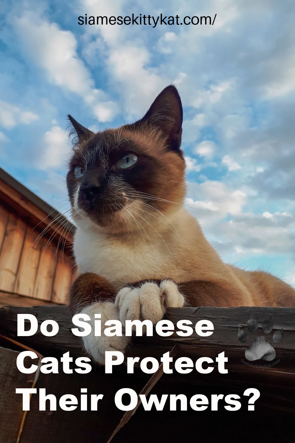 Do Siamese Cats Protect Owners? A Detailed Guide