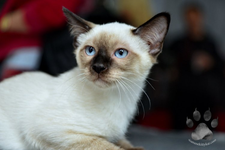 Are Siamese Cats Clingy? – Siamese Cats Rule