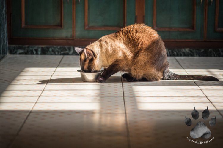 Are Siamese Cats Quiet? Siamese Cats Rule