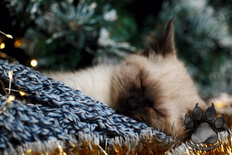 Are Siamese Cats Quiet? Siamese Cats Rule