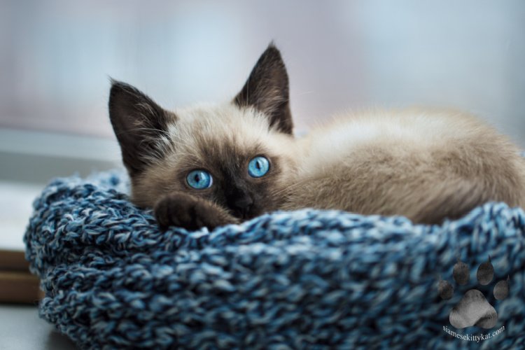 Are Siamese Cats Quiet? Siamese Cats Rule