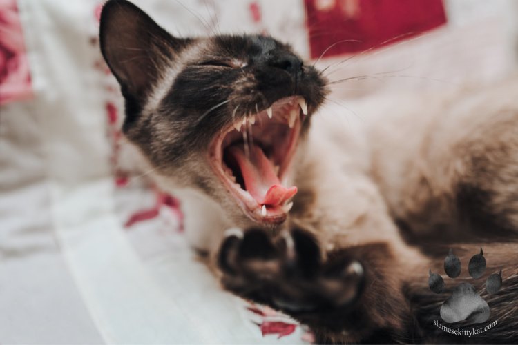 Do Siamese Cats Cry? Siamese Cats Rule
