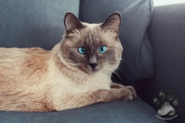 Do Siamese Cats Have Slanted Eyes Siamese Cats Rule