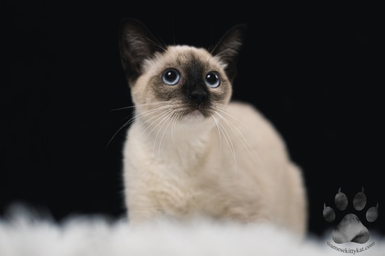 Do Siamese Cats Have Slanted Eyes Siamese Cats Rule