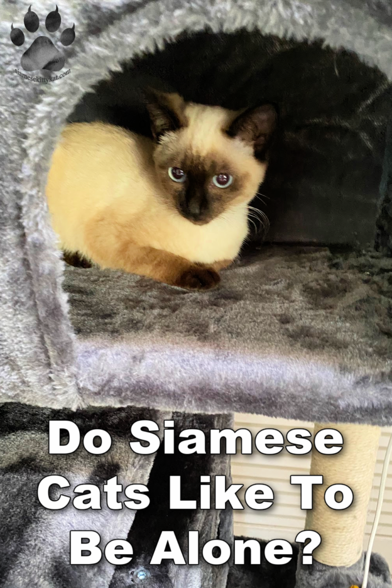 Siamese Cats and Solitude Do They Prefer to Be Alone?