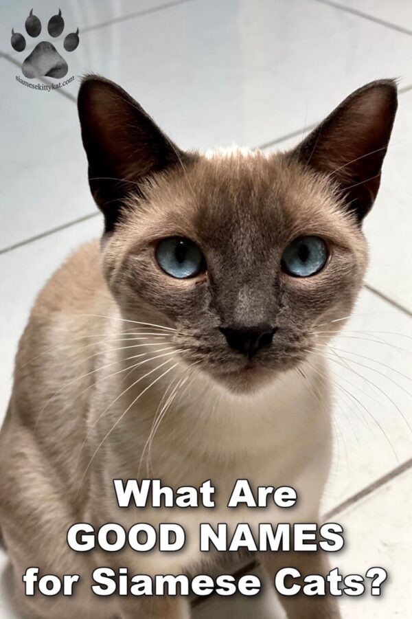 Good Names For Siamese Cats: A Creative Guide