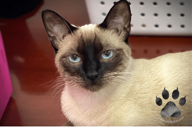 This is Batman, our adorable Siamese cat we have in our home. He is so full of love and life. He is a seal point siamese cat. 