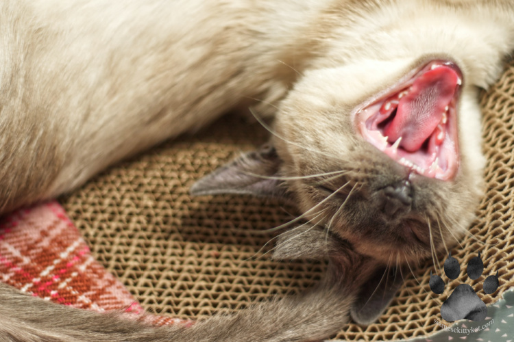 Siamese Cat Teeth Problems