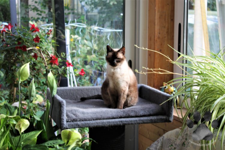 Do Siamese Cats Like Hot Weather? 14 Tips for a Comfy Cat Siamese