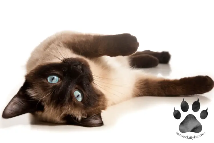 Do Siamese Cats Really Change Color With the Seasons? – Siamese Cats Rule