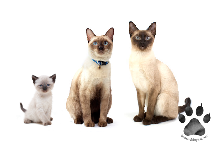 Do Siamese Cats Really Change Color With the Seasons? - Siamese Kittens &  Cats- FAQ- Shop-Information