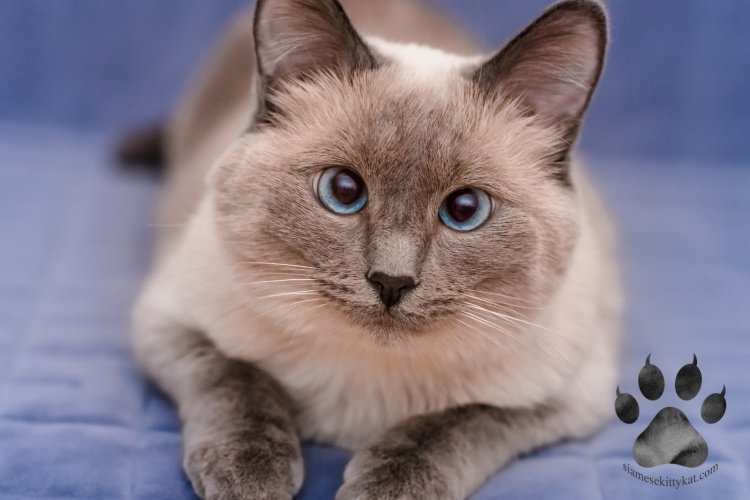 Do Siamese Cats See Well Siamese Cats Rule