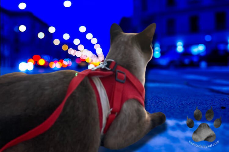 Here is a photo we took of Batman -one of our siamese cats, while we were driving to Utah. He loves to walk on his leash. 