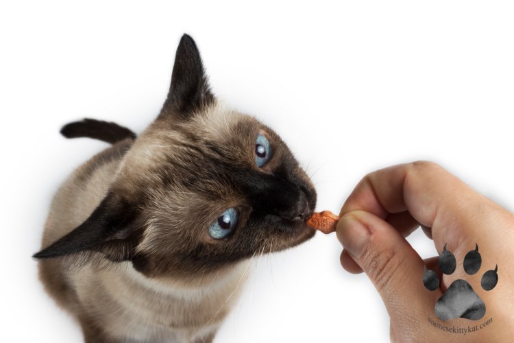 How Do I Know If My Siamese Kitten Is Getting Enough To Eat? – Siamese