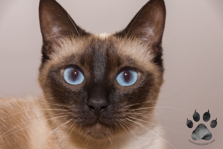 how to keep siamese cats entertained