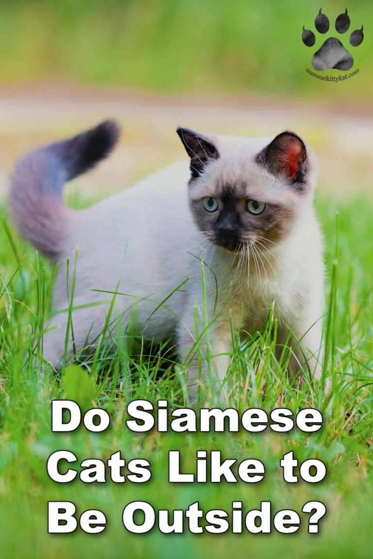 Siamese Cats and the Outdoors Do They Like It?