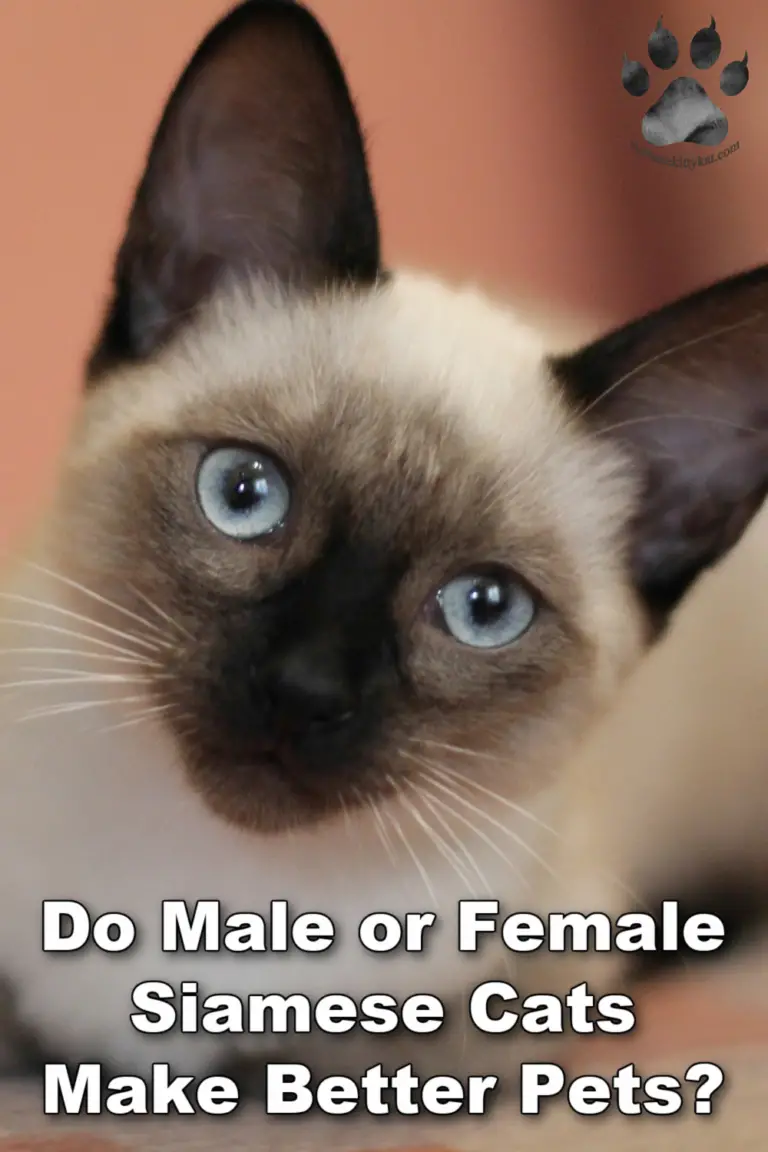 Do Male or Female Siamese Cats Make Better Pets? Siamese Cats Rule